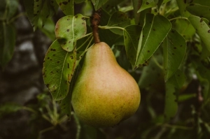 La Colpevolezza del Peccato