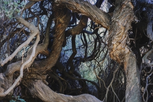 Distorcendo la Buona Notizia