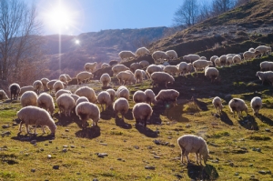 Principi per la Prosperità